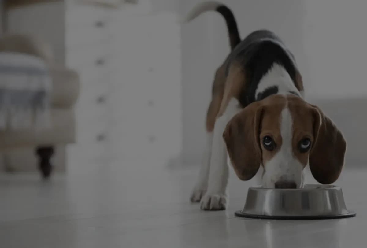 animal_nutrition