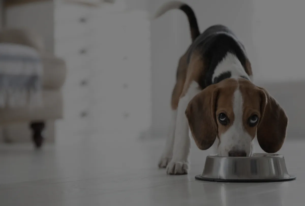 animal_nutrition